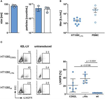 CD62L as target receptor for specific gene delivery into less differentiated human T lymphocytes